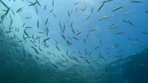 透明度回復!天気も回復! 川奈ビーチ2025-9-14