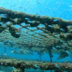 魚の群れもカメも楽しめた週末ダイビング! 川奈ビーチ2025-9-7