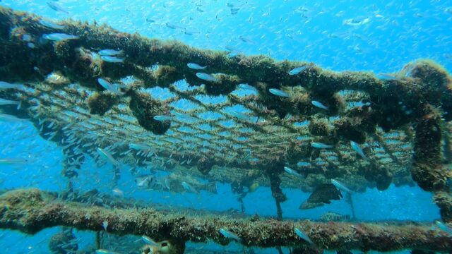 魚の群れもカメも楽しめた週末ダイビング! 川奈ビーチ2025-9-7