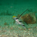 ダイビング日和、続いています！！川奈ビーチ 2025-9-17