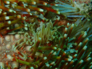 OW、AOW講習に体験ダイブと盛り沢山in平沢ビーチ 2025-9-28