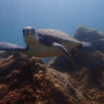 今日はカメの日でした!川奈ビーチ2025-9-8