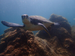 今日はカメの日でした！川奈ビーチ2025-9-8