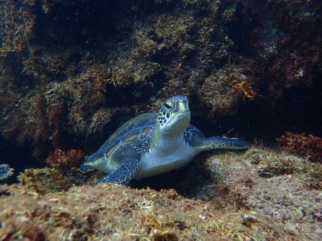 ウミガメ１