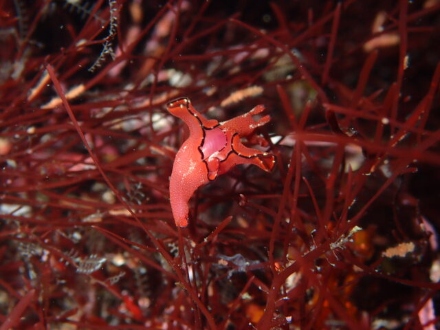 クロヘリアメフラシ