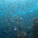 透明度のいい海、継続中! 八幡野ビーチ2025-10-21