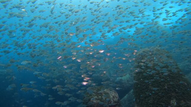 透明度のいい海、継続中! 八幡野ビーチ2025-10-21