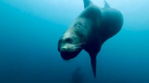 2026年1 /31(土)～2 /3(火)　北海道積丹ツアー！参加者募集中！