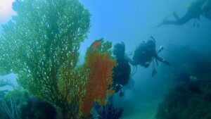 北川ボートのマクロ探索！ウミウシ何種見つけたでしょう(^^2025-11-16