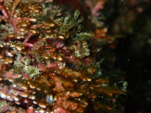 穏やかな海でのんびりＡOW講習　川奈ビーチ2025-11-18