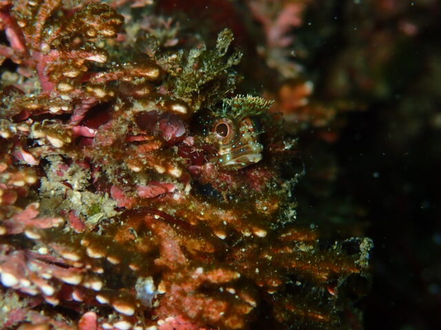 穏やかな海でのんびりＡOW講習　川奈ビーチ2025-11-18