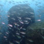 ワイドもマクロも満喫！川奈ビーチ2025-11-13