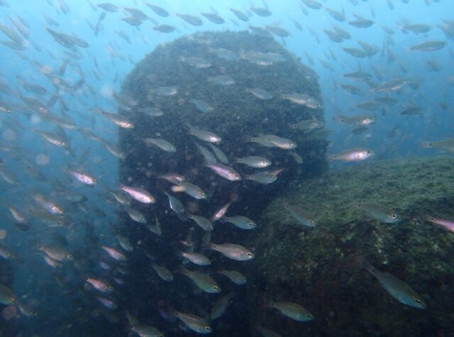 ワイドもマクロも満喫！川奈ビーチ2025-11-13