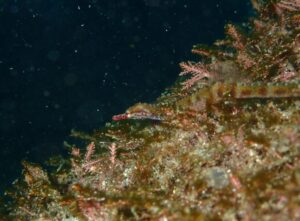 マンツーマンでカメラ片手にゆったりファンダイブ! 川奈ビーチ2025-11-25