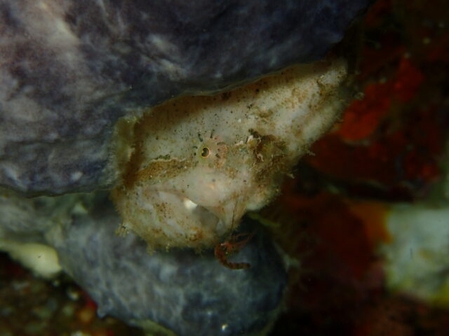 継続観察中のベニカエル。