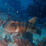 親子に遭遇！？八幡野ビーチ 2025-11-4