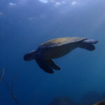 ホームが一番！川奈ビーチ2025-11-14