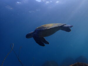 ホームが一番!川奈ビーチ2025-11-14