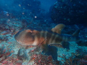 親子に遭遇!?八幡野ビーチ 2025-11-4