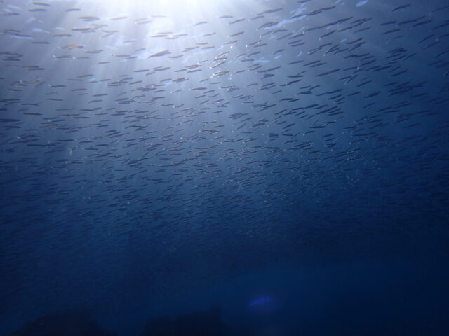 キビナゴの大群