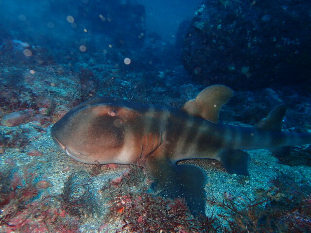 親子に遭遇!?八幡野ビーチ 2025-11-4