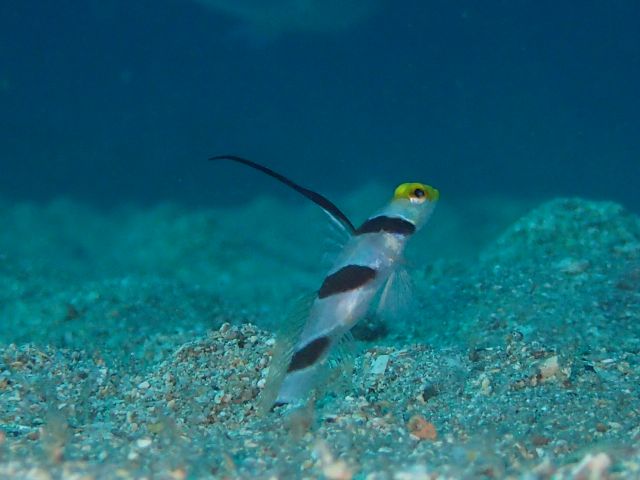 まだまだ元気なヒレナガネジリンボウ