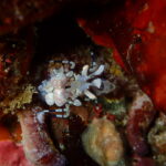 八幡野でOW＆ファンダイブ！2025-11-6