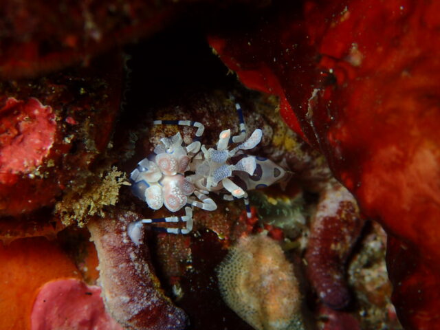 八幡野でOW&ファンダイブ!2025-11-6