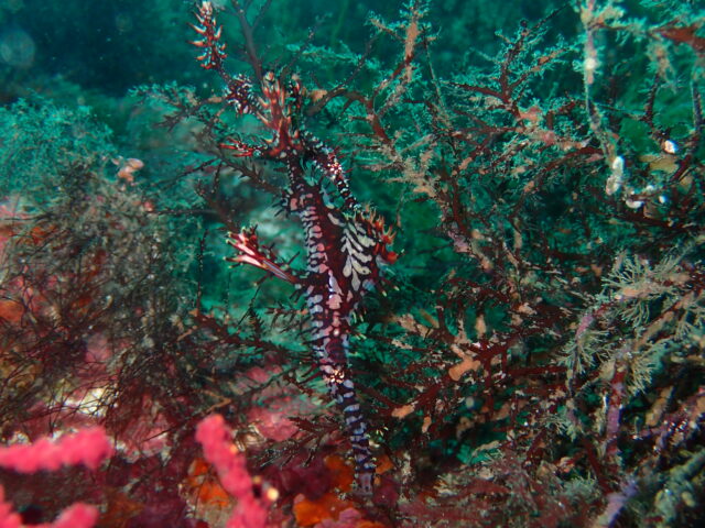 久しぶりニシキフウライウオ