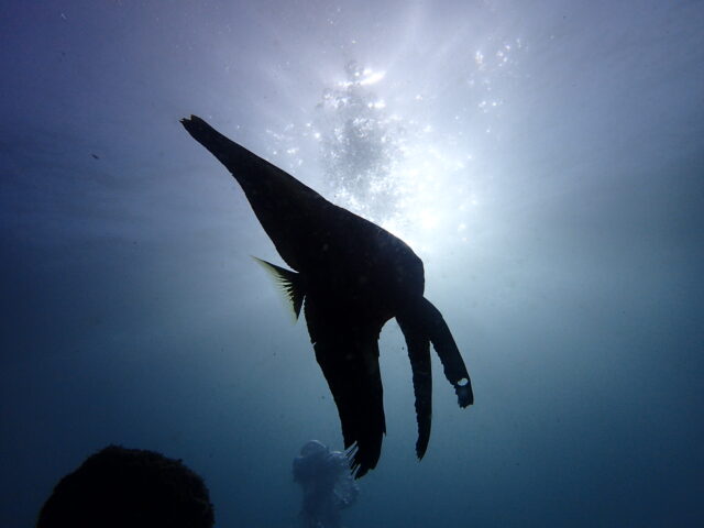 ミカヅキツバメウオ