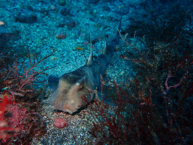 やっとあえたネコザメ