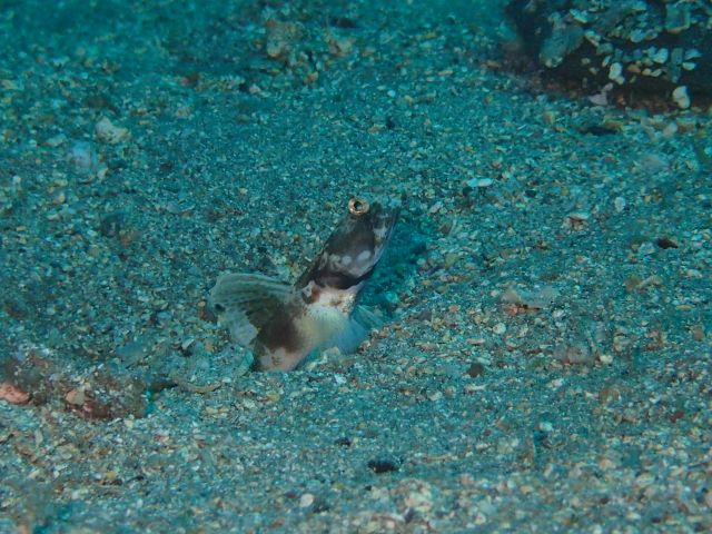 素通りされがちなオニハゼ