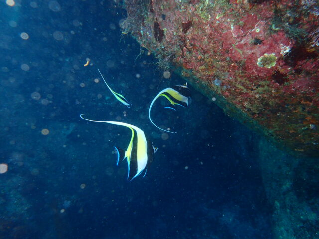 今年は少ないツノダシ