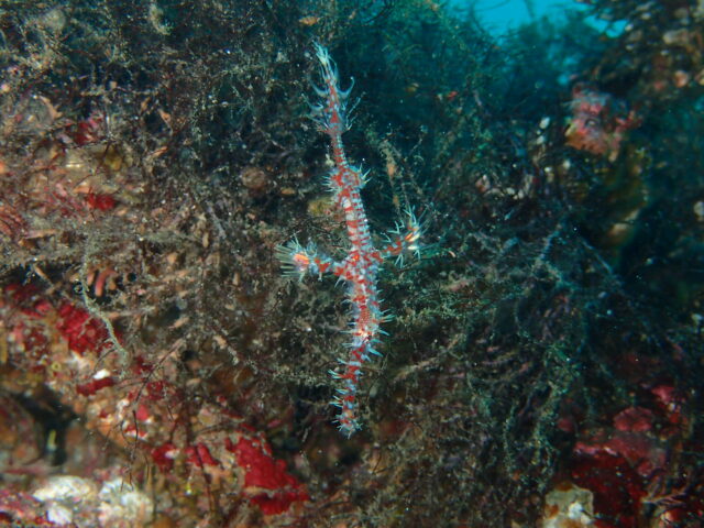 大人気ニシキフウライウオ