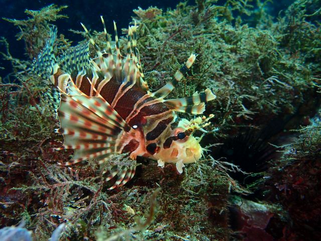 立派なキリンミノ