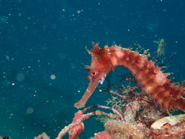 イバラタツさん