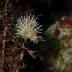 マクロも楽しい川奈ビーチ！2025-11-28