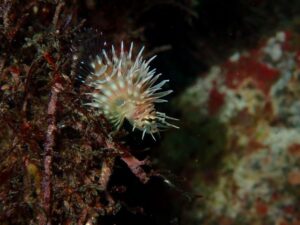 マクロも楽しい川奈ビーチ！2025-11-28