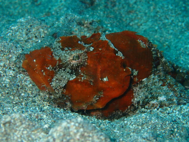 砂地に薩摩カサゴ