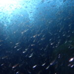 川奈ビーチでみっちりOW講習　2025-12-19