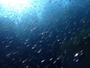 川奈ビーチでみっちりOW講習　2025-12-19