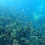 透明度バッチリの川奈ビーチでマンツーマンファンダイブ　2025-12-26