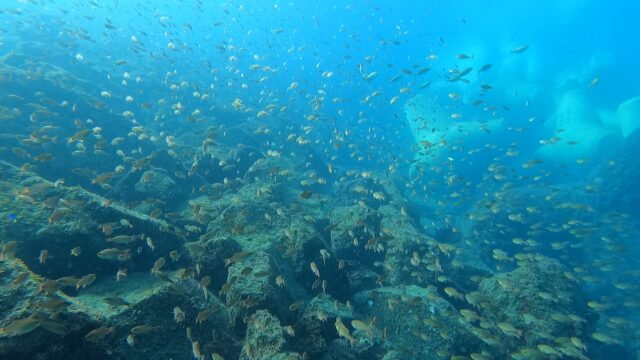 透明度バッチリの川奈ビーチでマンツーマンファンダイブ　2025-12-26