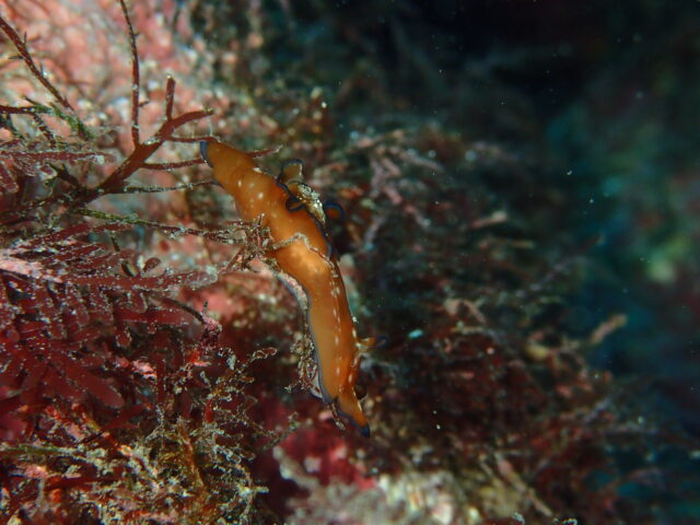 海の中のほうがあったかいかもしれへん…川奈ビーチ　2025-12-3