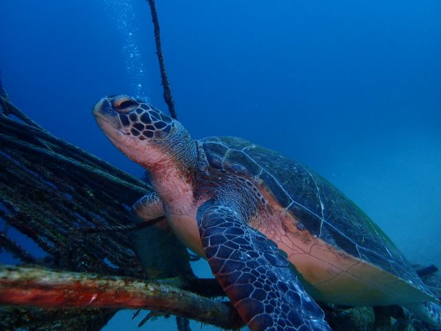 川奈で潜り納め!2025-12-31