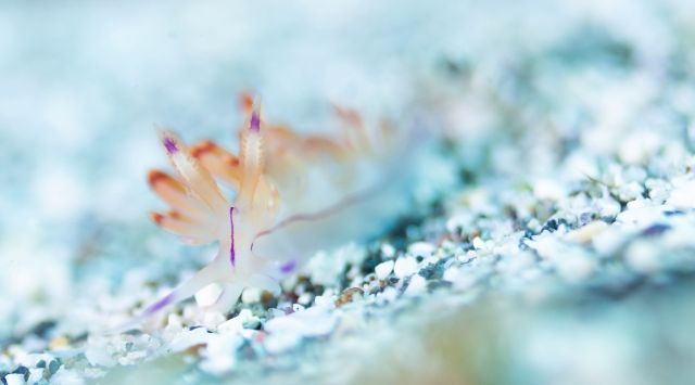 セスジミノウミウシ