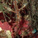 西風で穏やかな川奈ビーチ2025-12-8