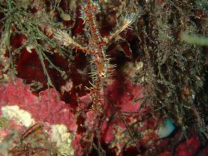 西風で穏やかな川奈ビーチ2025-12-8