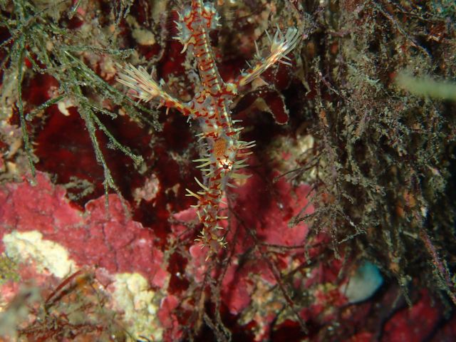 西風で穏やかな川奈ビーチ2025-12-8