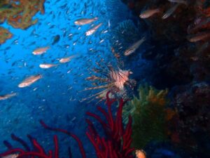 海独占で川奈ビーチ潜ってきました！2025-12-4